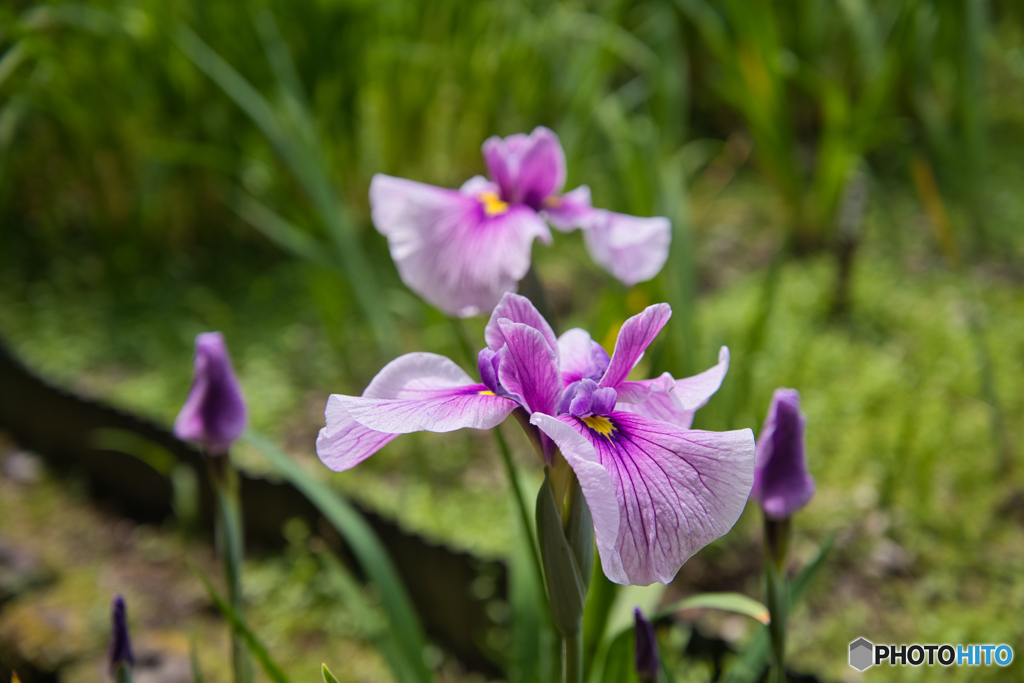 花菖蒲園 散策 ⑨