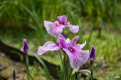 花菖蒲園 散策 ⑨