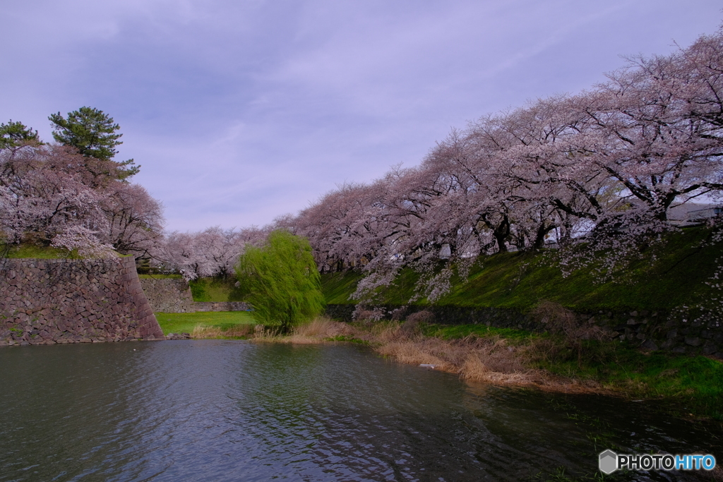 桜 × 名古屋城 　お堀の桜 ③