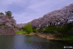 桜 × 名古屋城 　お堀の桜 ③