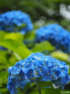 雨上がりの紫陽花③