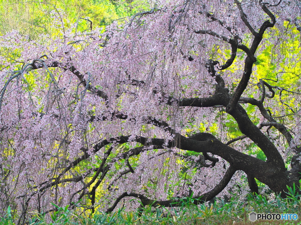 水辺の枝垂桜 ①