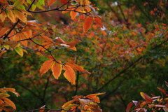 秋の陽に紅葉映える