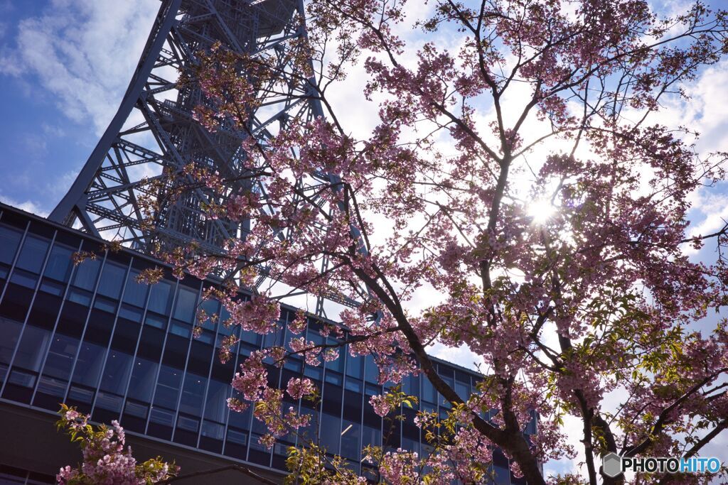 桜とテレビ塔 ③