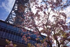 桜とテレビ塔 ③
