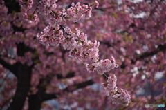 大寒桜の並木道 ②