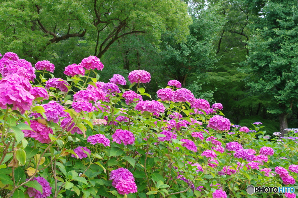 紫陽花の丘②