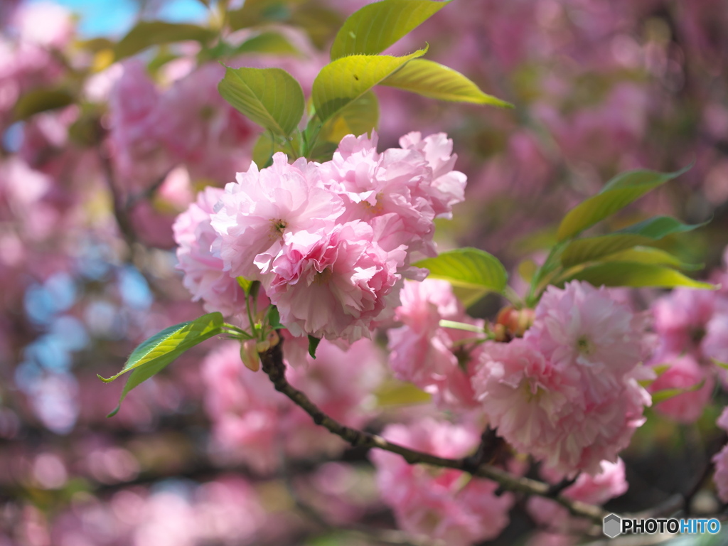 里桜 満開 ③