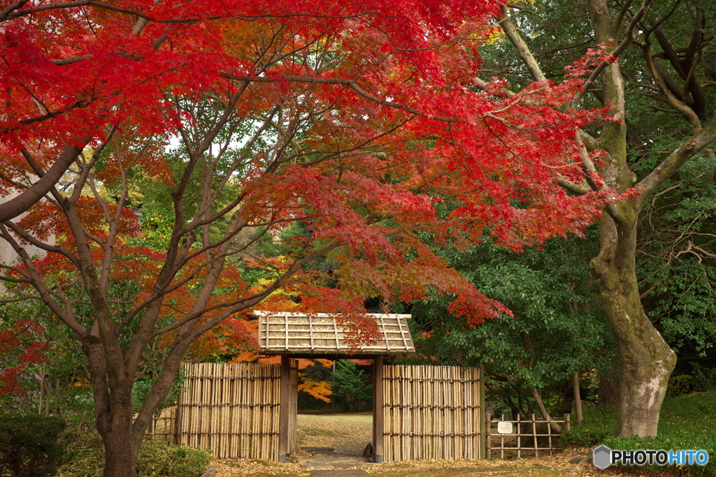 三之丸庭園の紅葉 ①