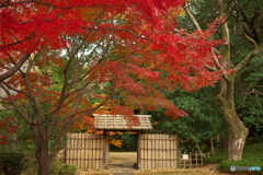三之丸庭園の紅葉 ①