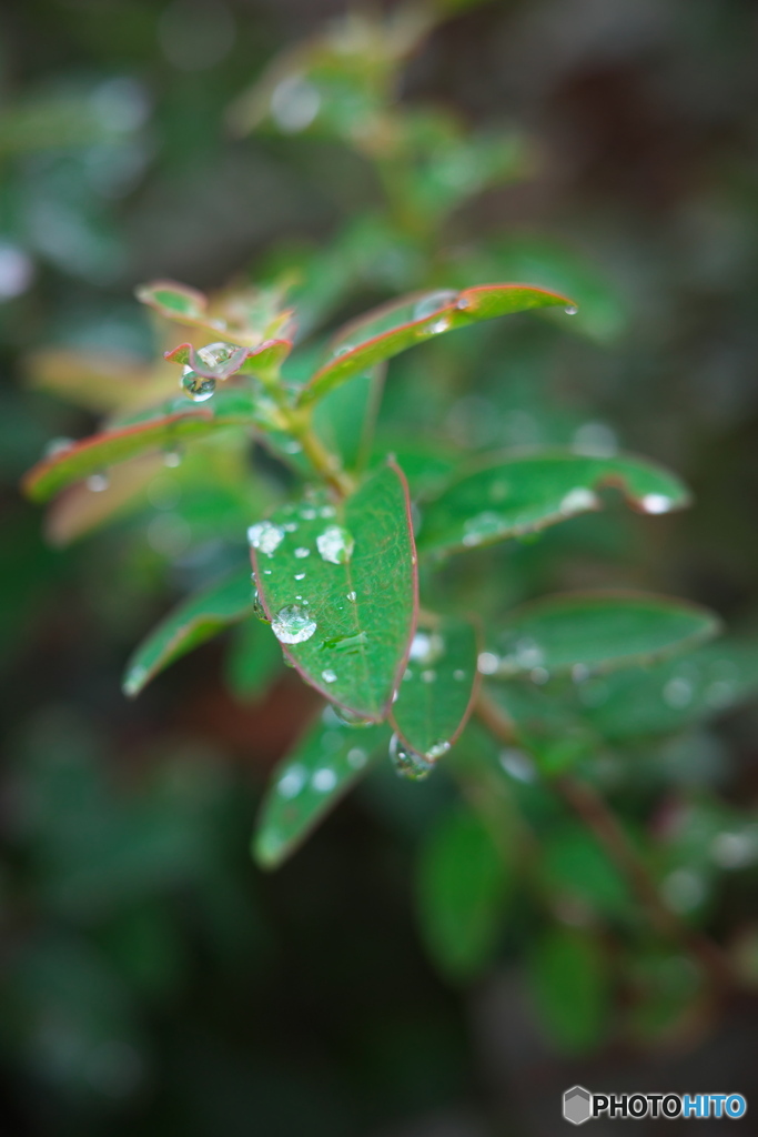 秋～雨上がりの散歩 ②