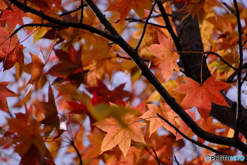 小幡緑地の紅葉 ④