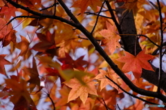 小幡緑地の紅葉 ④