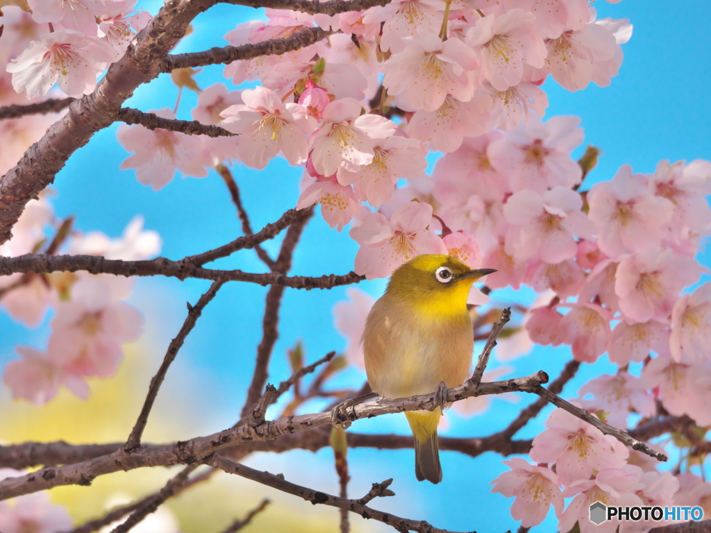 メジロと大寒桜 ⑥