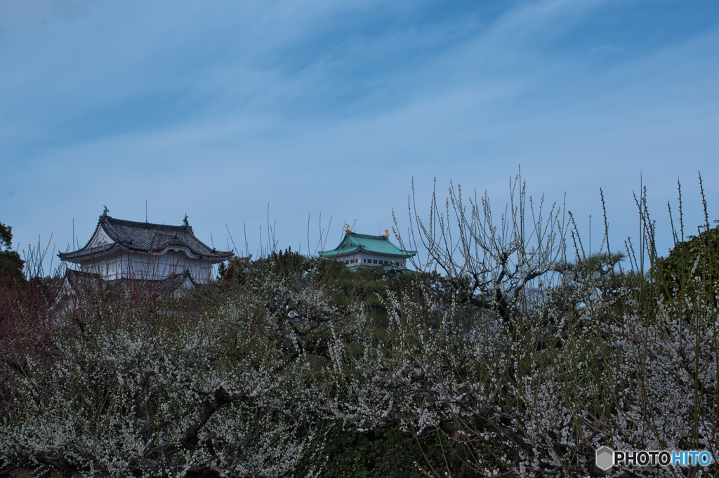 梅香る 名古屋城 ①
