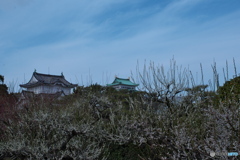 梅香る 名古屋城 ①