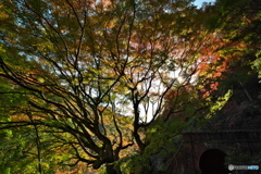 秋の愛岐トンネル群 ⑥