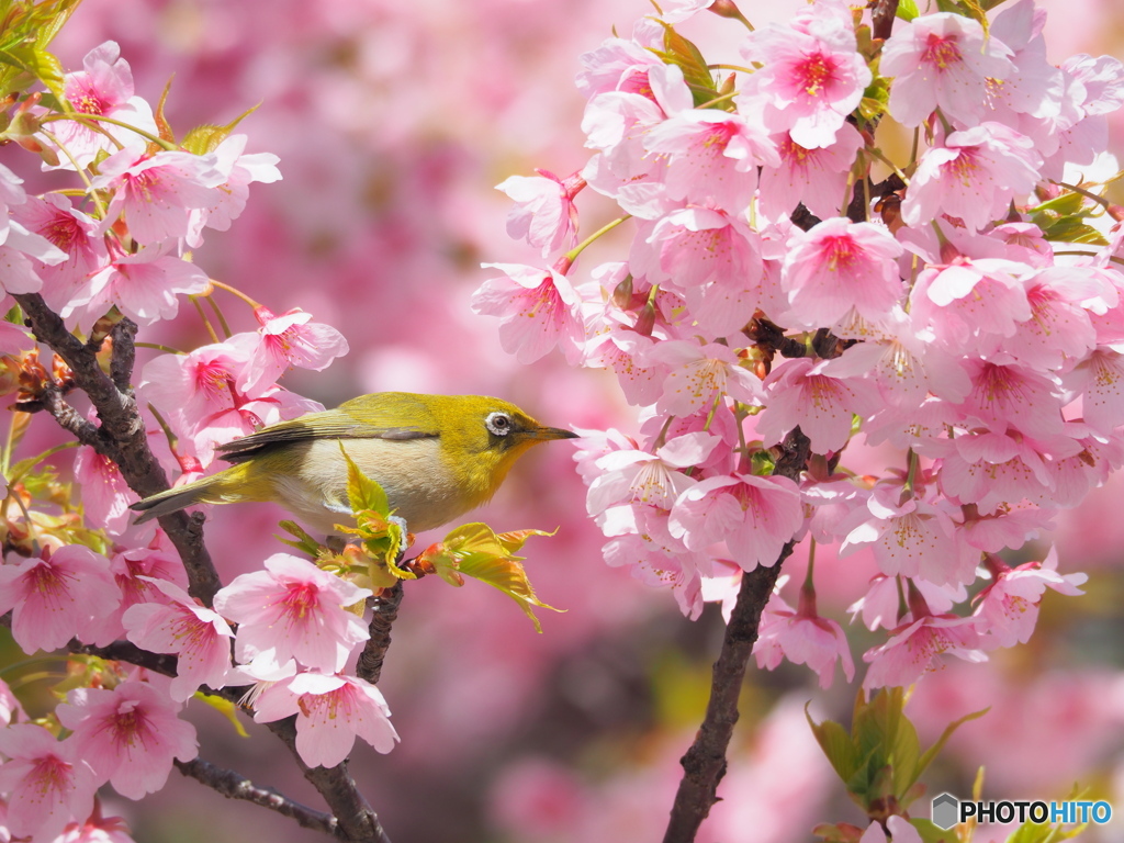 メジロと大寒桜 ③