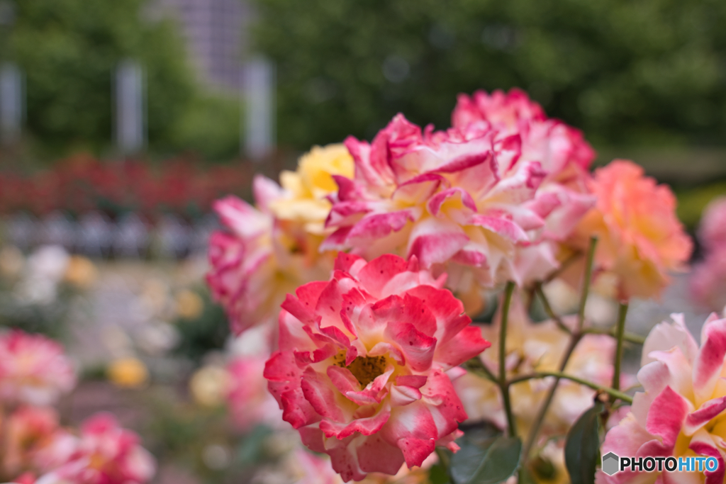 続・薔薇園散策 ⑤