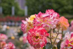 続・薔薇園散策 ⑤