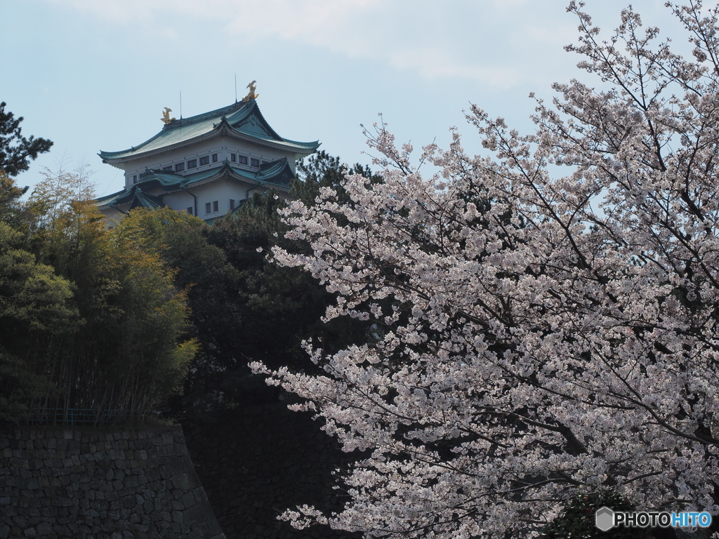 名古屋城の桜４