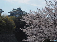 名古屋城の桜４