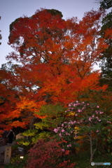 徳川園 紅葉ライトアップ ①