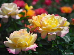 薔薇園散策 ⑥