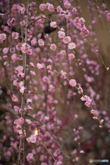 名城公園 梅まつり ④