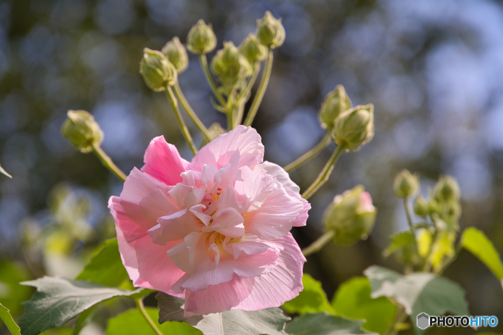 鶴舞公園 芙蓉 ③