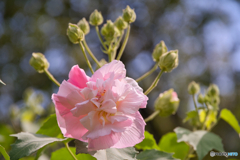 鶴舞公園 芙蓉 ③
