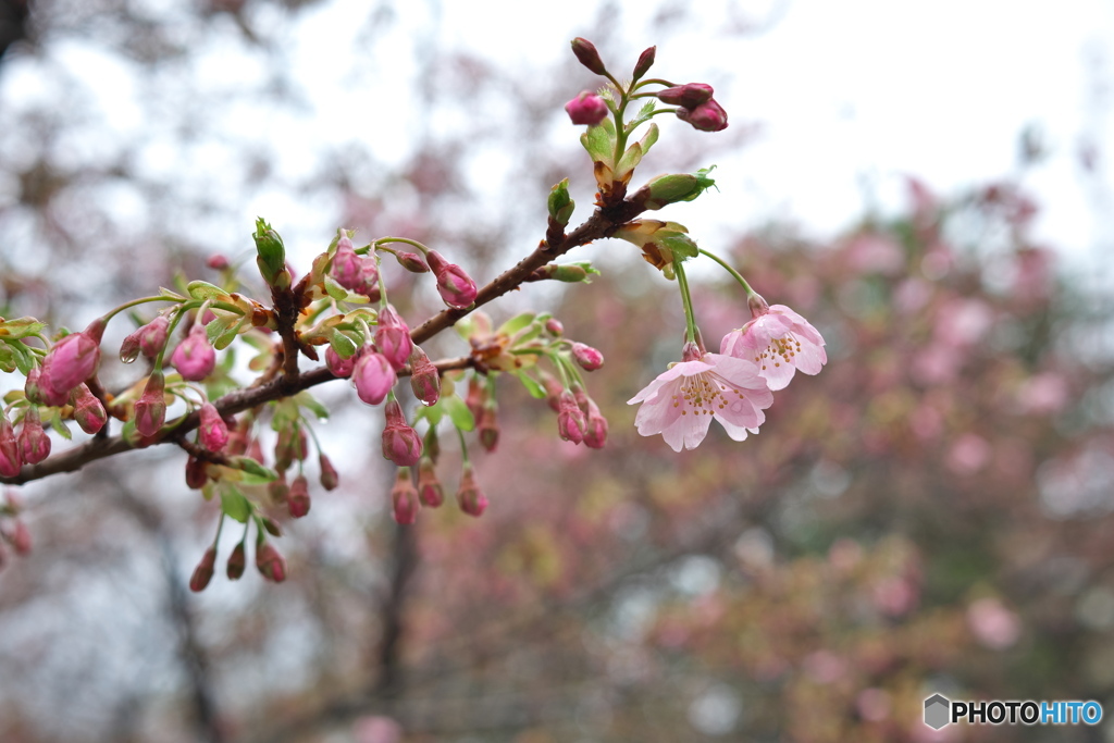 雨上がりの大寒桜 ④