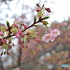 雨上がりの大寒桜 ④