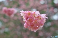 雨上がりの大寒桜 ③