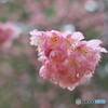 雨上がりの大寒桜 ③