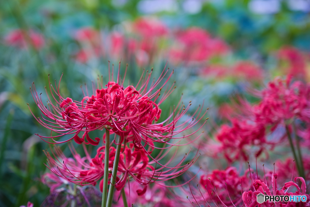 彼岸花 開花 ①