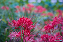 彼岸花 開花 ①