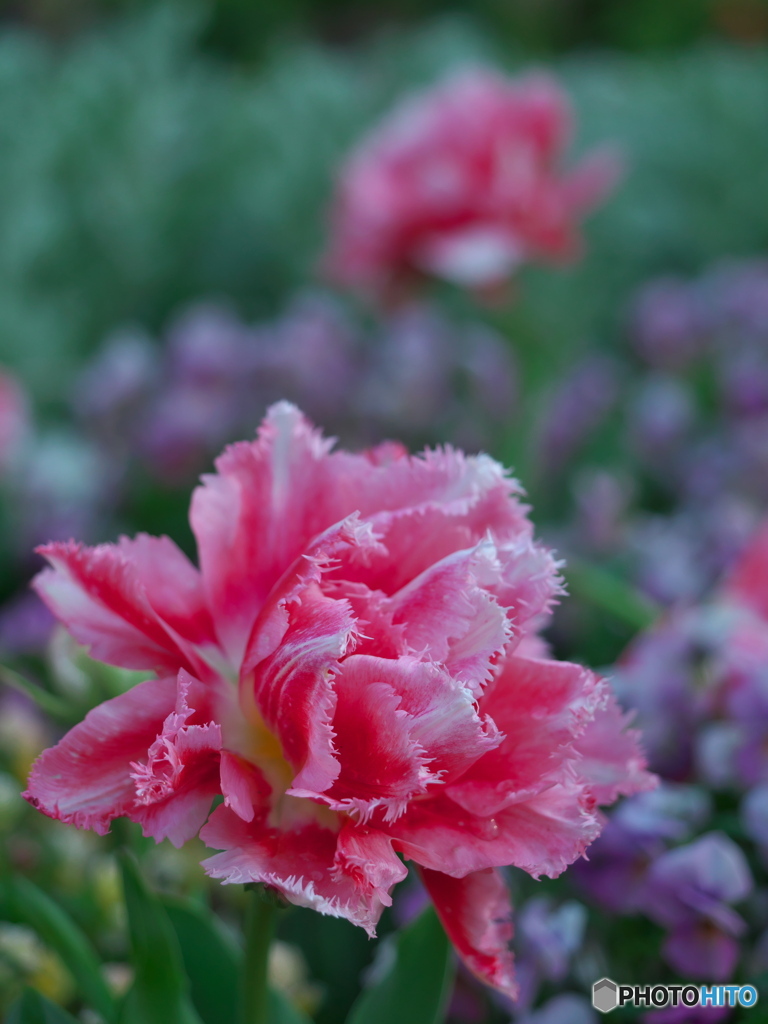 春の名城公園２