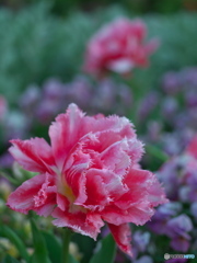 春の名城公園２