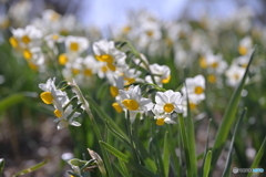 水仙の輝き