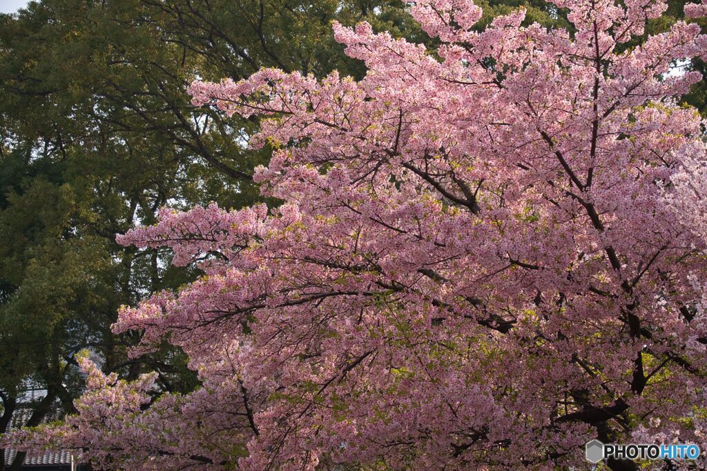 市政資料館の桜 ①