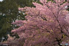 市政資料館の桜 ①
