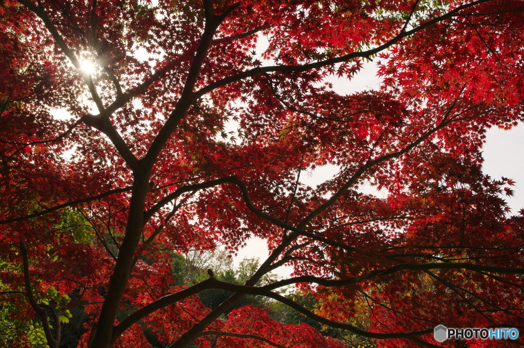 木洩れ日と紅葉