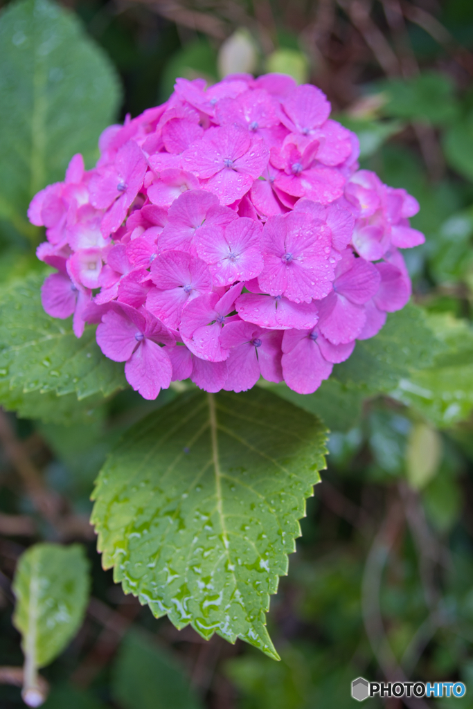 雨の紫陽花 ②
