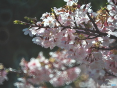 桜とリングボケ ①