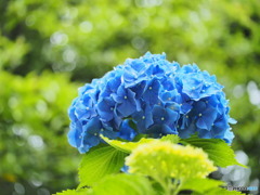 雨上がりの紫陽花④