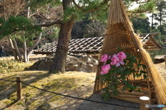 牡丹咲く庭園 ①