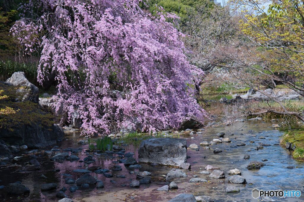 枝垂れ桜 ほぼ満開 ③