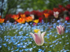 春の公園散策３