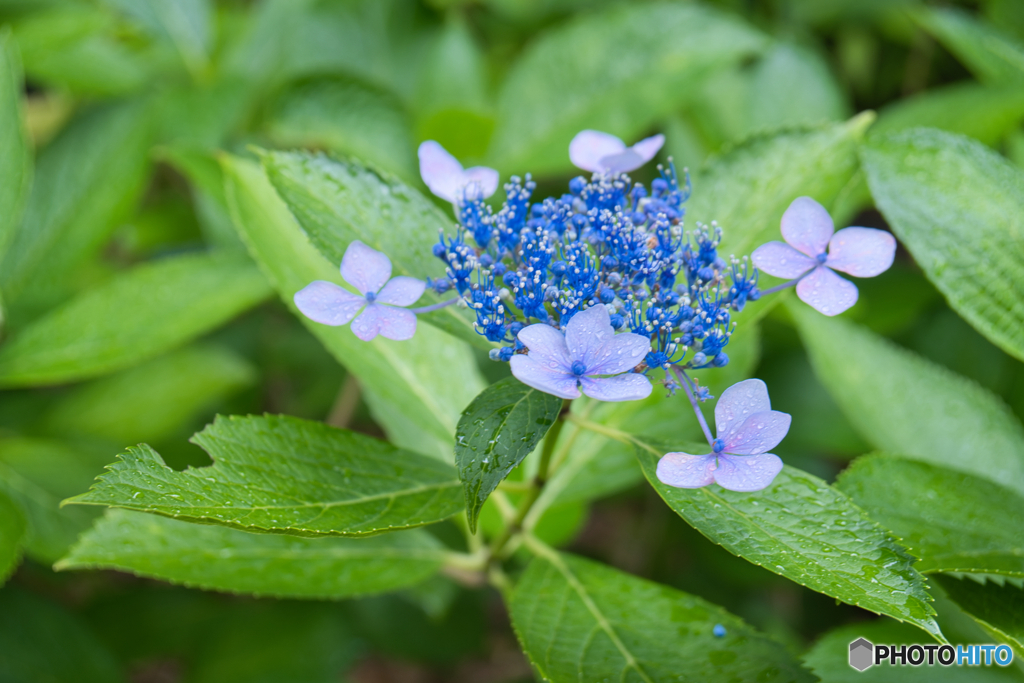 雨の紫陽花 ④